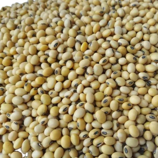 Factory Direct Bulk Organic Dried Soybean Seed Wholesale Premium Grade a for Sowing and Farming - Image 4