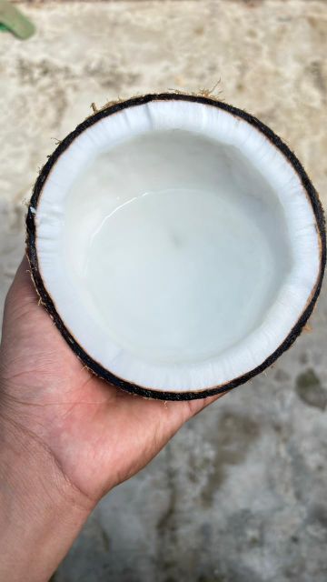 Semi Husked Coconut - Image 2