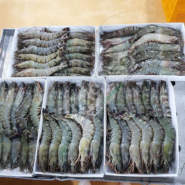 Fresh fish - Image 4