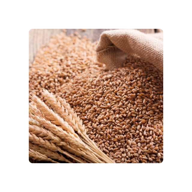 Golden Fields Top-Quality Whole Wheat Grains Perfect for Healthy Living Premium Quality Whole Wheat Grains - Image 5