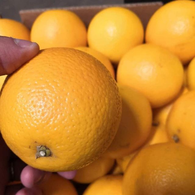 Fresh Quality Valencia Oranges for sale - Image 2