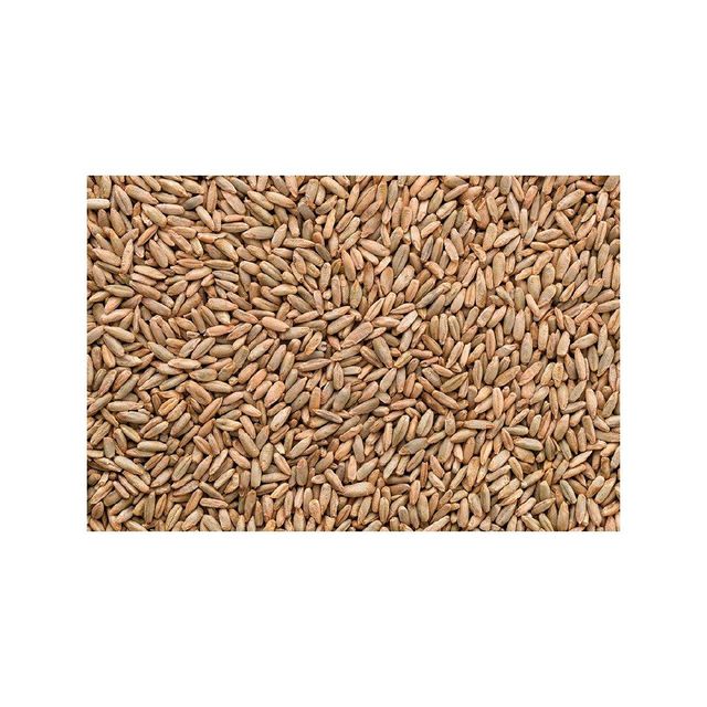 Bulk rye grain wholesale for bakeries and animal feed markets - Image 4