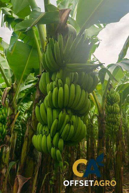 CAVENDISH BANANA FRESH GRADE A – product photo 3, product detail gallery