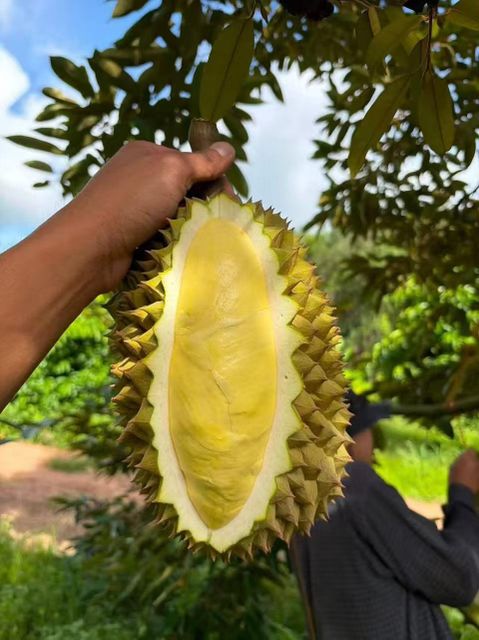 Longan - Image 2