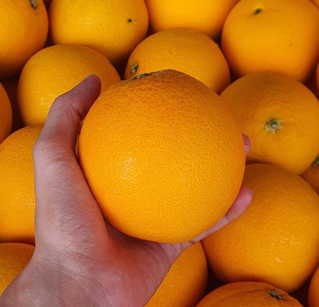 Fresh Cara Cara Orange for sale - Image 2