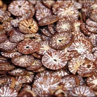 Vietnam Betel Nut - Bulk Supply Best price Free tax – product photo 4, product detail gallery