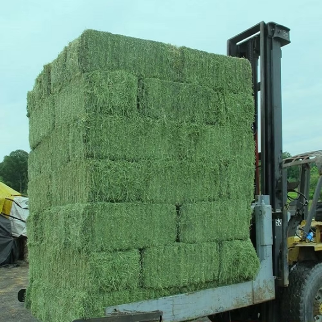 Sun Dried Alfalfa Hay Bales Rich In Nutrients For Livestock Feeding Fresh Harvest Alfalfa Hay For Global Buyers Bulk Orders - Image 3