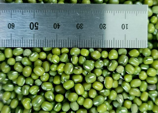 Green Mung Bean Size 3.5 Style Fresh Weight (kg) 25 Type Green Beans Brand Name Custom Address Bangladesh Shelf Life 2 - Image 4