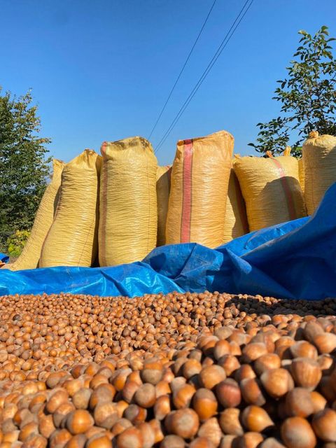 High Quality Hazelnuts Peeled Roasted Dry Hazelnuts Unshelled Bulk Packacing Hot Sale New Season - Image 2