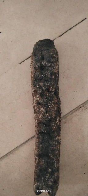 Dried Sea cucumbers - Image 15