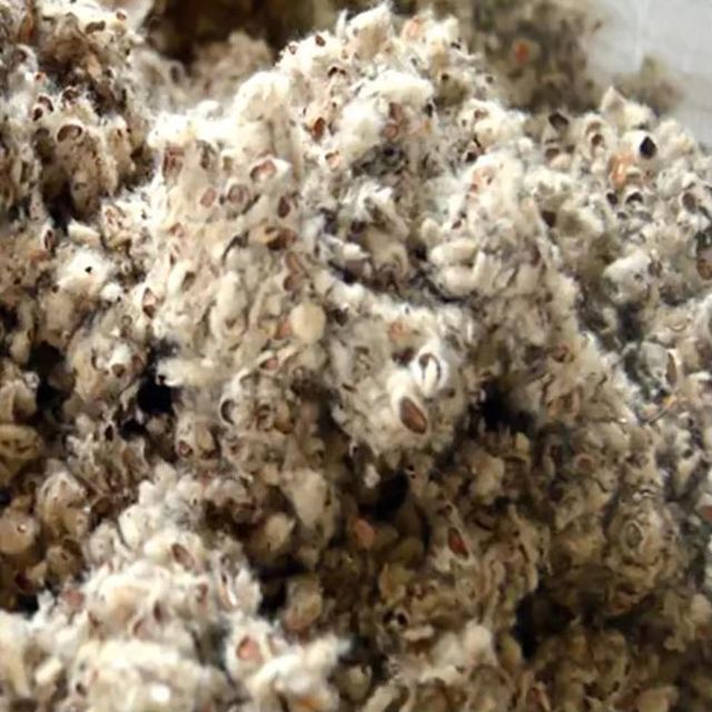 Cottonseed Hulls High Fiber Livestock Feed Ingredient With Natural Roughage Content For Dairy Cattle And Farm Nutrition - Image 3