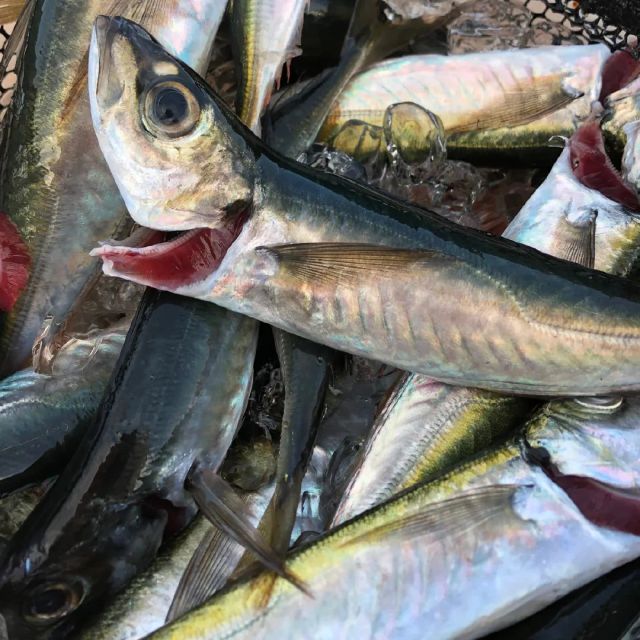 Mackerel Fish - Image 1