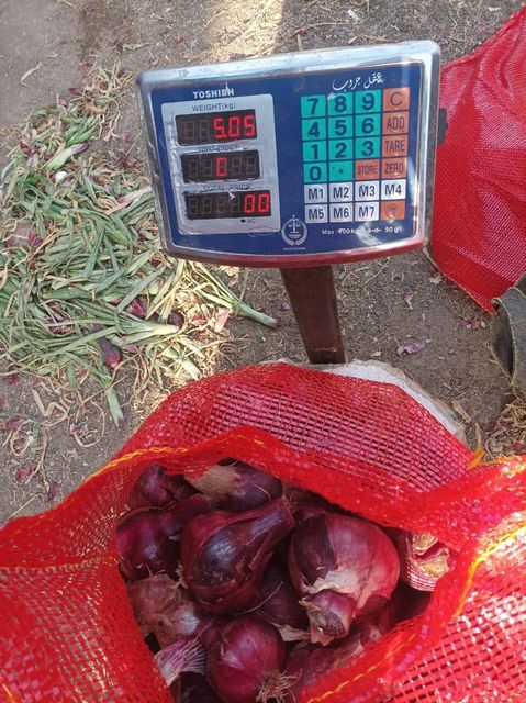 Fresh onions. - Image 3