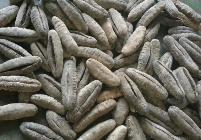 Dried Sea Cucumber - Image 2