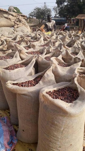 Cocoa Beans – product photo 4, product detail gallery