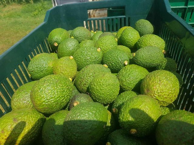 Fresh Hass Avocado Supplier & Exporter | Premium Wholesale Export Quality Avocados - Image 4
