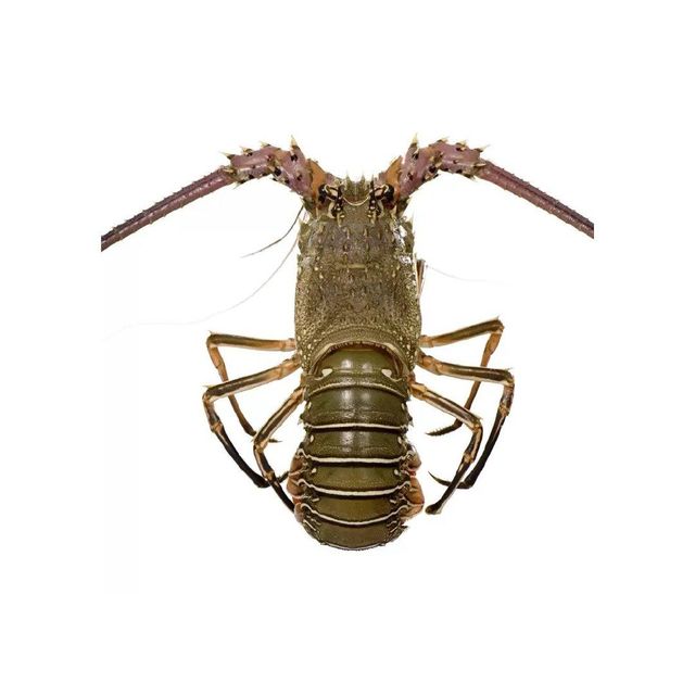Royal spiny lobster for bulk export and fine dining suppliers - Image 4