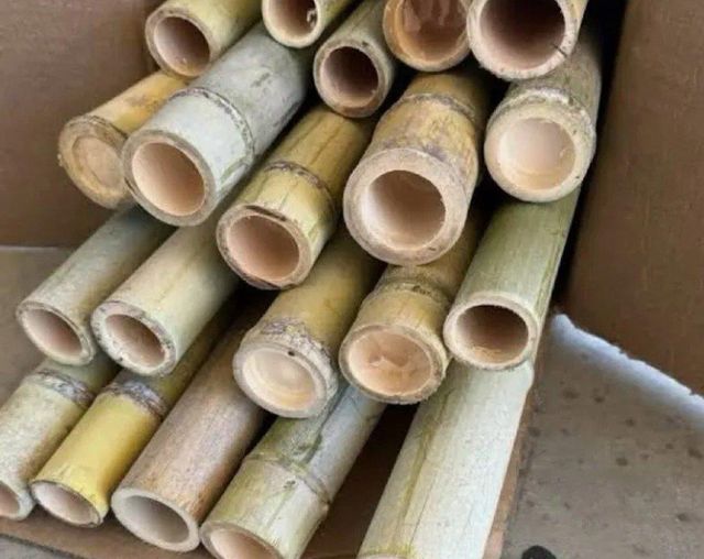Bamboo poles Pre-Owned Yes Dimensions 1000 mm x 1000 mm Certification IPPC / ISPM 15 Carrying Capacity > 500 kg to 1000 kg - Image 1