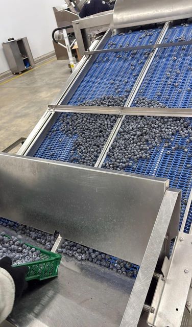 BLUEBERRIES FRESH BOX 1.5 KG Origin PERU Packaging 1.5 Drying Process FRESH Degree of Processing Other Material FOOD-GRADE CLAMSHELL - Image 4