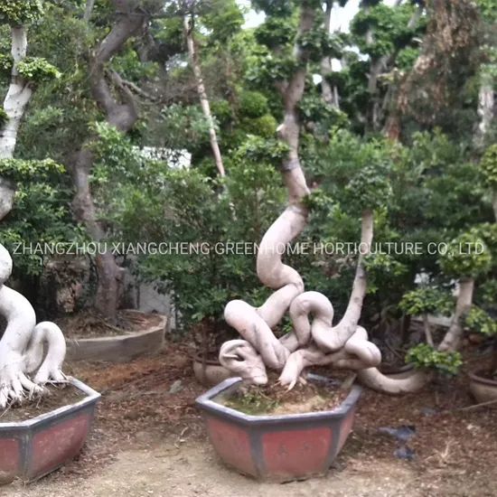 Odd Roots Ficus Live Ficus Plant - Image 4