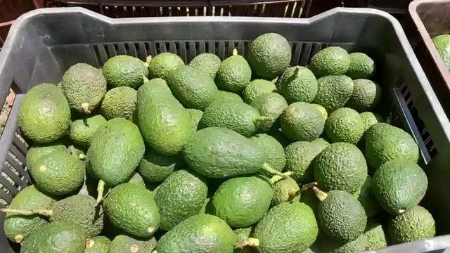 Avocado - Image 4