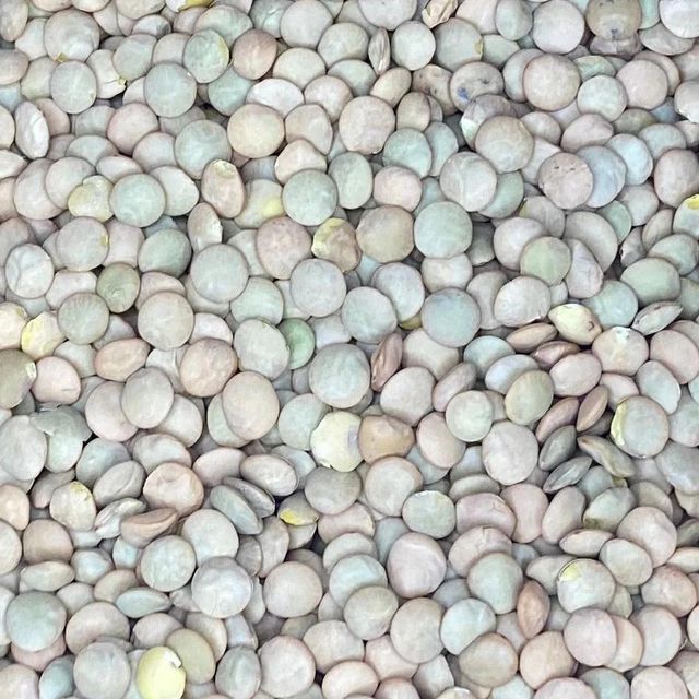 Selected Green Lentils For Private Label Packaging Delivering Reliable Grain Integrity And Nutrient Rich Composition - Image 3