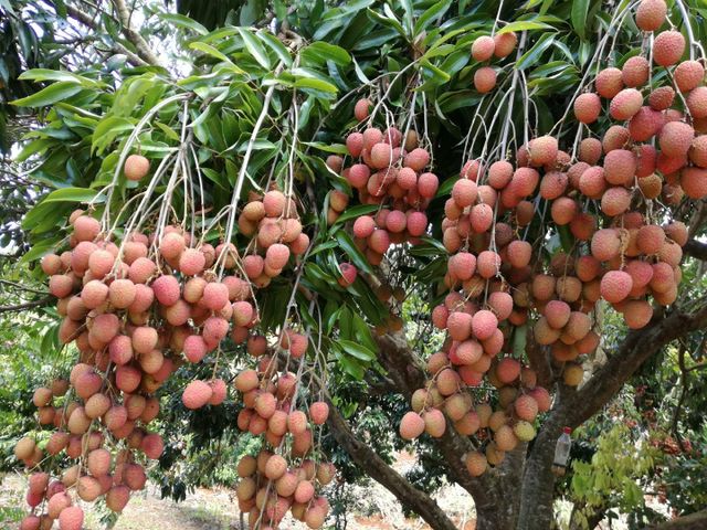 lychee Origin Mauritius Minimum Order 500 Kg Storage Temperature 1 - 2 Degrees C Packaging 5 Kg/carton - 96 Cartons In One - Image 3