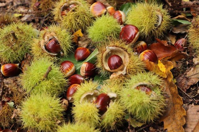 Good Price Fresh Chestnut for Sale Factory Direct Supplier Delicious Chestnuts Fresh Raw Organic - Image 3