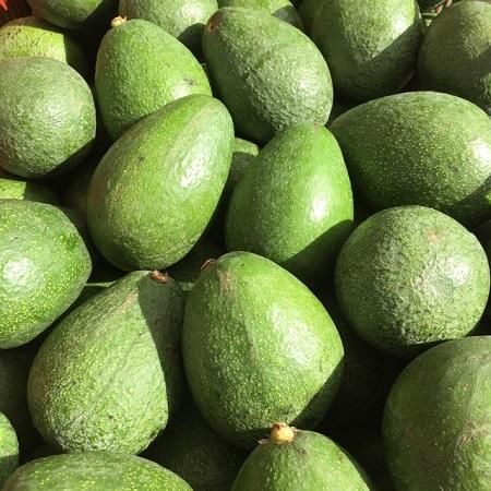 High Quality Organic Fresh Hass and Fuerte Avocados Bulk Supplied for Exports - Image 1