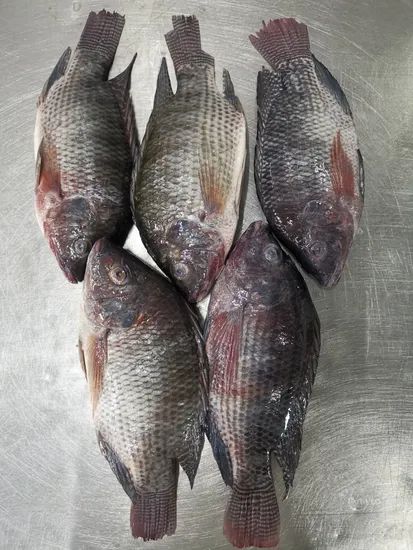 Frozen Tilapia Fillet Fish Sea Food Origin China HS Code 030323 Processing IQF Style Pieces and Stems Model NO. Frozen - Image 5