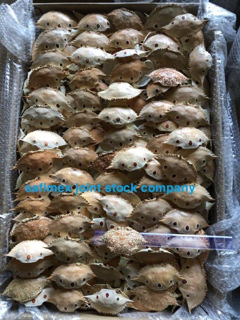 Premium Dried Crab Shell Eco- Friendly for Stuffing & Decoration - Image 3
