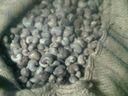 High-quality *CASHEW nuts _with WW180, WW240, WW320, WW450 - Image 1