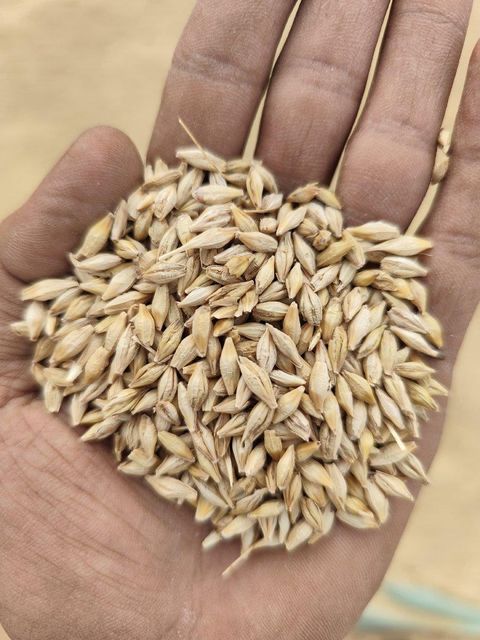 Animal feed barley Feed Animal Meal - Image 1