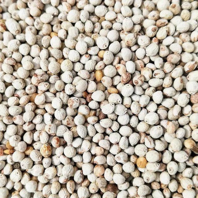 Raw Organic Perilla Seeds Supplied In Bulk Packs With Natural Taste And Fresh Harvest Quality - Image 4