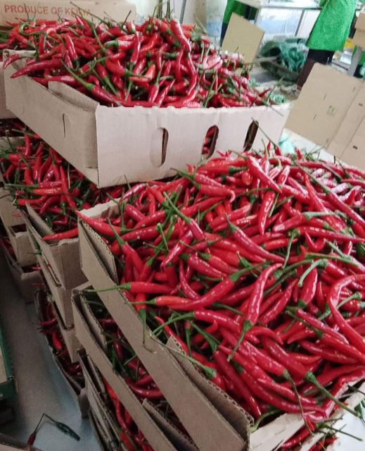 Chilli Color Green, Red - Image 3