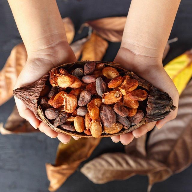 Bulk Cocoa Bean With Rich Chocolate Taste And Uniform Size For Industrial Food Manufacturing - Image 1