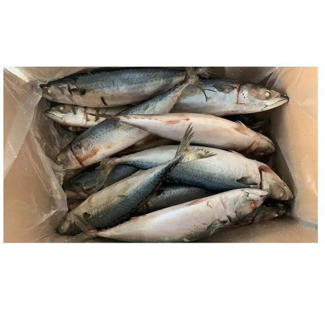 Origin Manufacturer Supply Factory Low Price Clean Frozen Seafood Product Skipjack Tuna Fish for Sale. - Image 4