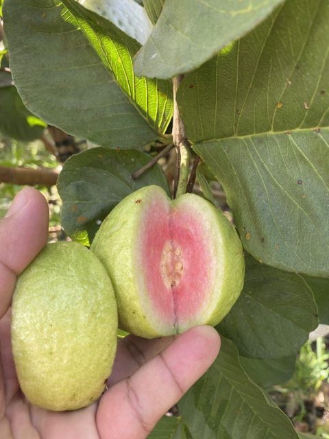 IQF Pink Guava – Individually Quick Frozen Tropical Fruit Chunks & Pulp from Vietnam - Image 3