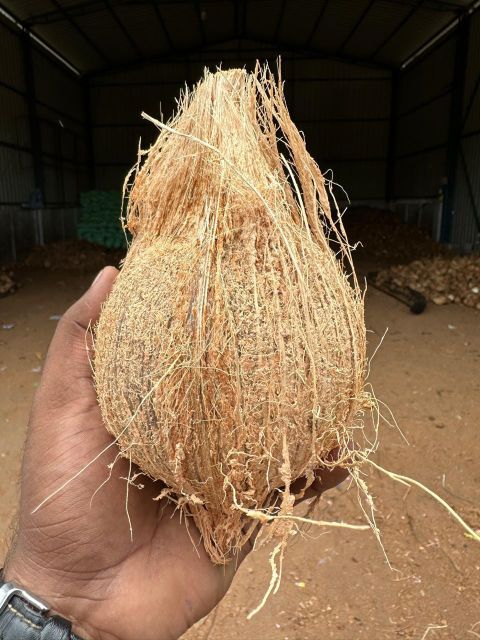 coconut with husked and Dehusked, Nariyal, Kelapa, Noix de Coco, Kokosnuss, Kalpavriksha, semi husked coconut - Image 2