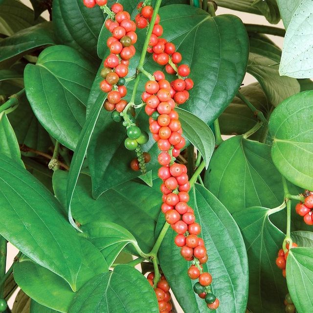 PREMIUM ORIGINAL PURE BLACK PEPPER FROM SRI LANKA – product photo 4, product detail gallery