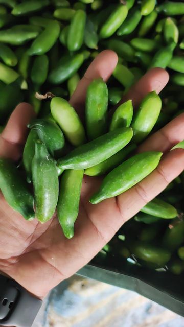 G4 Green Chilli, Mangoes, Indan Blackberries (Seasonal), Onions, Rice, Foxnuts, etc. - Image 11
