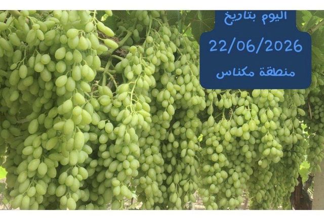 Fresh Grape muscat - Image 3