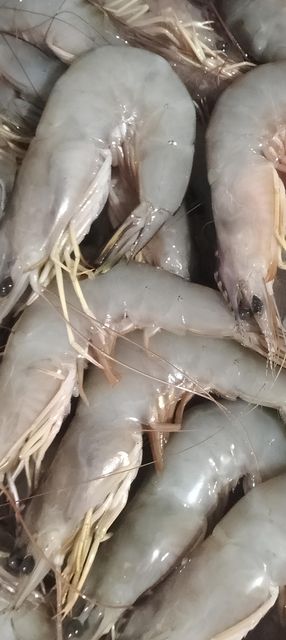 Premium Frozen Vannamei & Black Tiger Shrimp| East Kalimantan Origin - Borneo Indonesia - Image 4