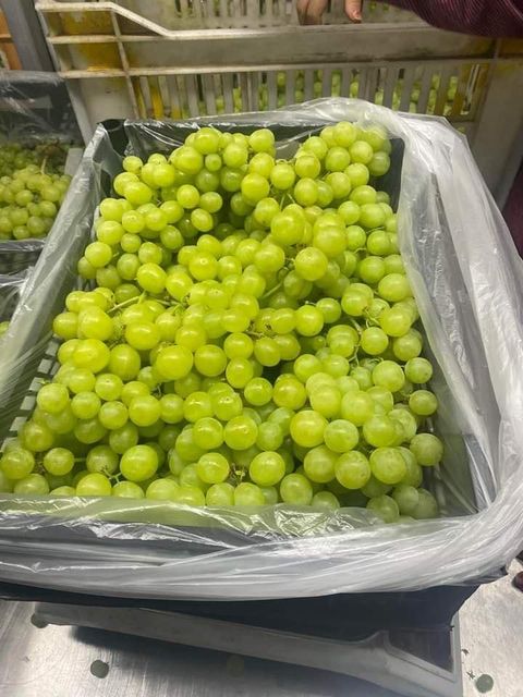 Fresh Thompson Grapes Export Quality - Image 4