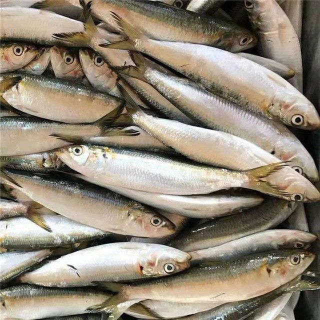 Frozen Sardine Fish High Freshness Preservation With Advanced Freezing Process For Importers And Distributors - Image 2