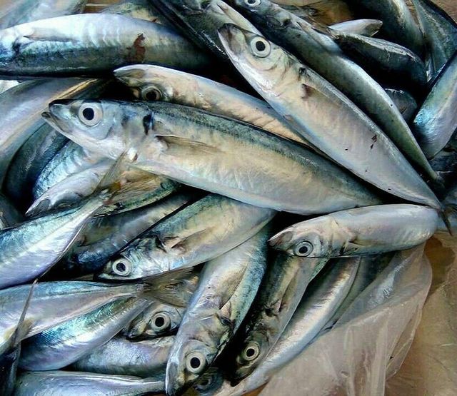 Hot Sale Saithe Fish Frozen Fillet IQF Premium Quality Ocean Fresh Seafood Bulk Supply for Export Buyers - Image 2