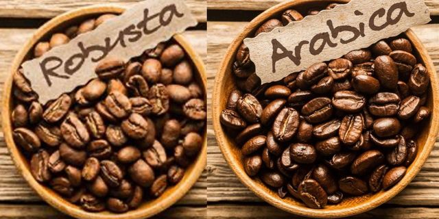 Hot Selling Arabica And Robusta Green Coffee Beans Wholesale coffee green beans with export coffee bean ARABIC/ROBUSTA GREEN - Image 3