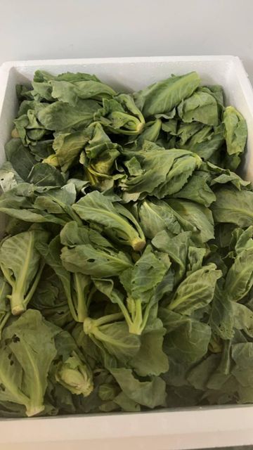 Baby Cabbage Fresh Vegetable - Image 5
