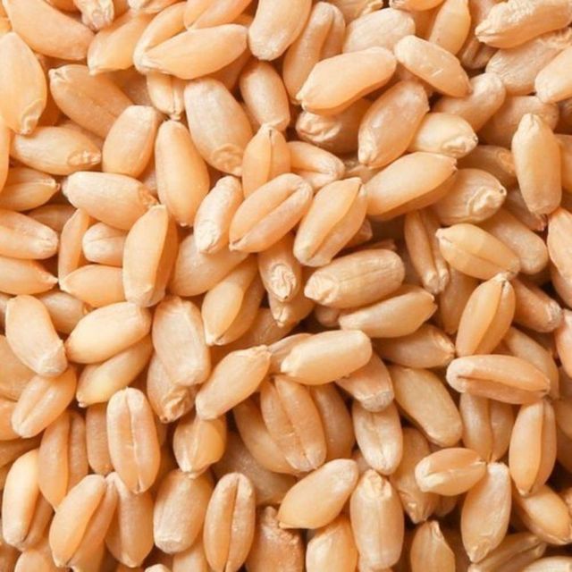 Natural Durum Wheat Grain For Industrial Flour Production With 12% - 14% Protein Content - Image 5