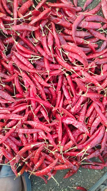 Dry Red Chilli 334 - Image 2